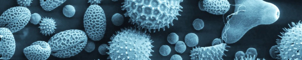 pollen